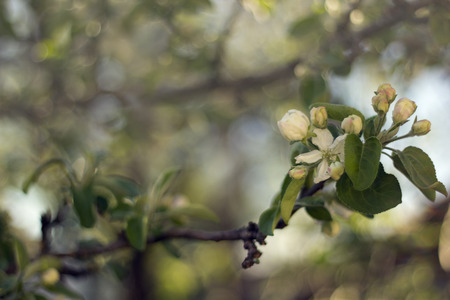 Apple-tree flower. Spring blossom on blurred bokeh background for postcard and wallpaperの写真素材