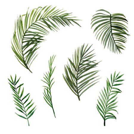 Green palm leaves setの写真素材
