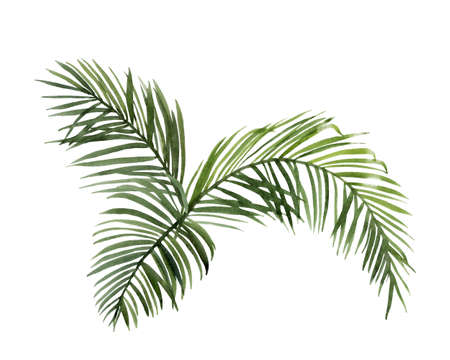 Green palm leaves bouquetの写真素材