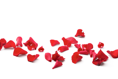 Red rose petals isolated on white background.の写真素材