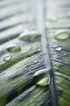Water drops on fresh green leaf inwhite.の写真素材