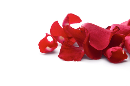 Red rose petals isolated on white background.の写真素材