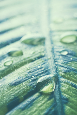Water drops on fresh green leaf inwhite.の写真素材