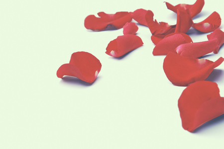 Red rose petals isolated on white background.の写真素材