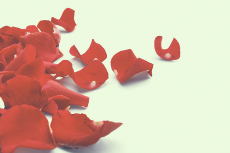 Red rose petals isolated on white background.の写真素材