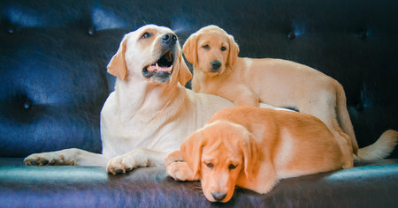 Three labrador puppies sit on black leather sofa and looking at camera