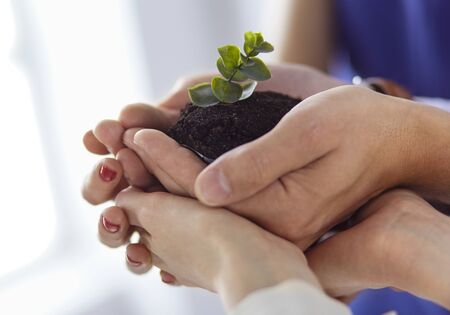 Group of business hands holding a fresh young sprout. Symbol of growing and green business.の写真素材