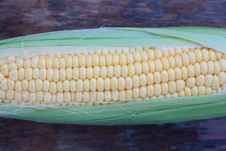 Closeup of just picked fresh corn cob.