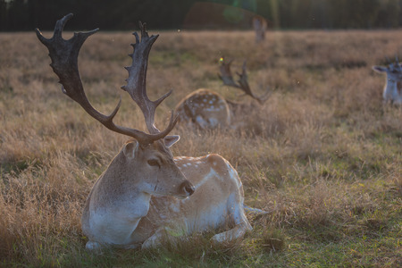 Eurasian deer with branched palmate antlers. Poland, Europe.の写真素材