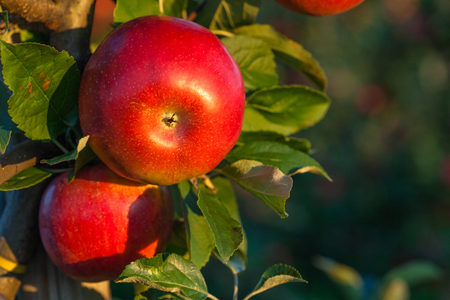 Orchard full of ripe and juicy apples in Central Poland, Europe.の写真素材