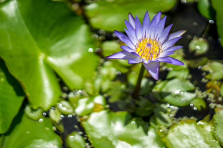 blossom blue lotus in marshの写真素材