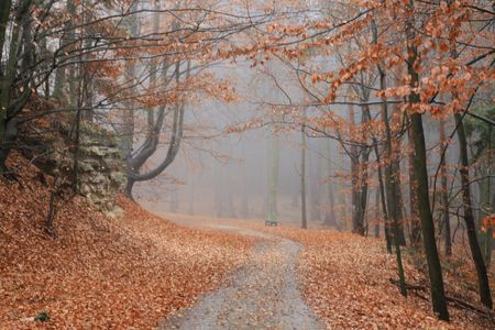 Magic road in the fog of the autumn forest in Czech Paradiseの写真素材
