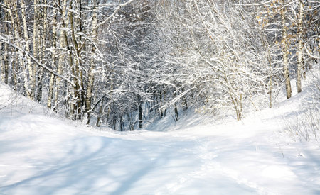 April snow forest