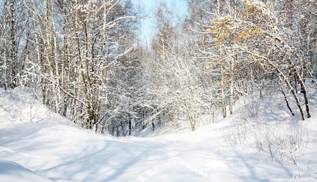 Snow forest in Aprilの写真素材