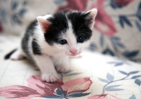 First step little kittenの写真素材