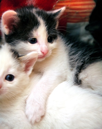 Funny curious little kittenの写真素材