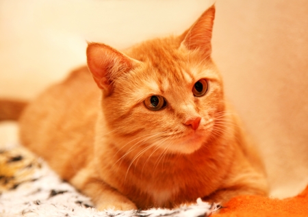 Curious orange cat with yellow eyesの写真素材