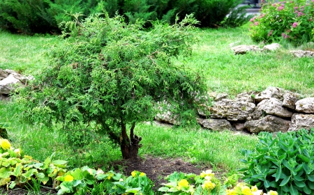 Beautiful tree and flowers in the garden of stonesの写真素材
