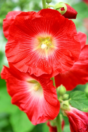 Flowers of red mallowの写真素材