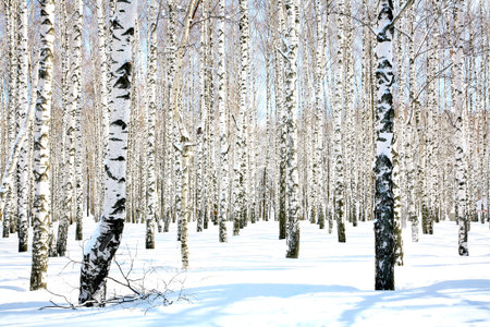 April birch grove in sunlight
