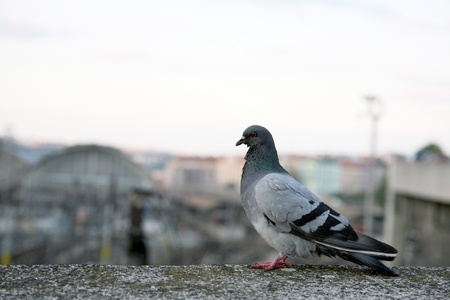 Dove on the city backgroundの写真素材