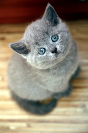 Cute funny british kittenの写真素材