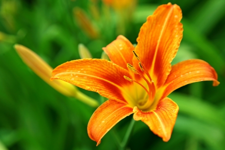 Orange lily on green backgroundの写真素材