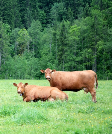 Two alpine cows on the green grass の写真素材