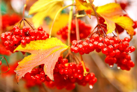 Branch of viburnum in drops of rain