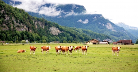 Group cows on the field in deeply mist in alpsの写真素材