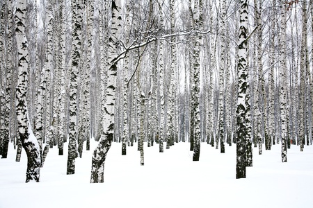 Winter birch groveの写真素材