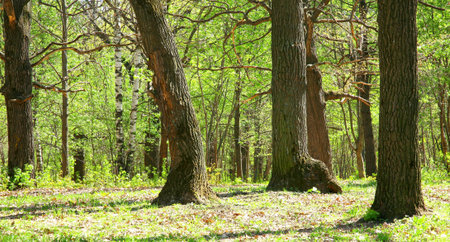 Spring oak grove