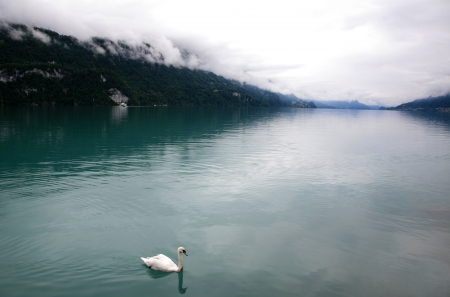 White swan in the mist lake の写真素材