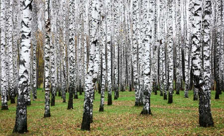 Beautiful autumn october birch groveの写真素材