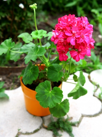 Pink Geranium flower in brown pot in the summer gardenの写真素材