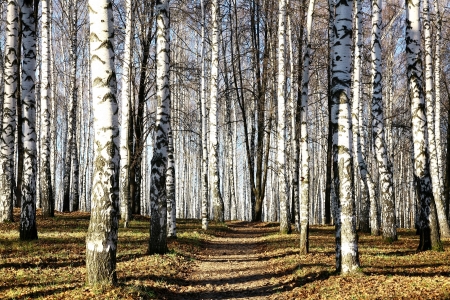 Sunny pathway in november autumn birch groveの写真素材