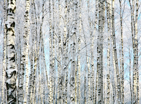 Winter trunks of birch trees 