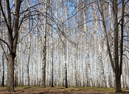 Spring in sunny birch groveの写真素材
