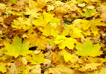 Autumn leavesの写真素材