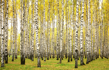 Autumn birchesの写真素材