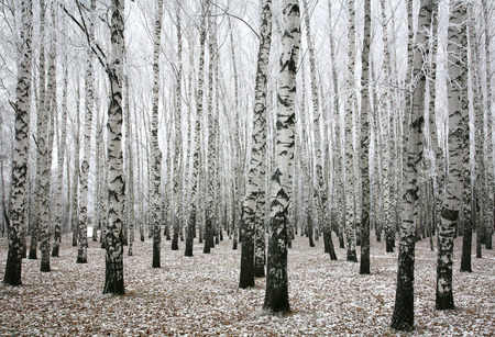 Winter birches in autumnの写真素材
