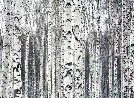 Birches black and whiteの写真素材