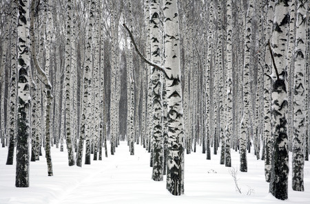 Winter birch treesの写真素材