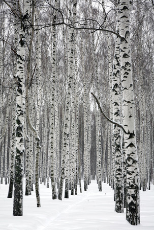 Pathway in winter birch forestの写真素材