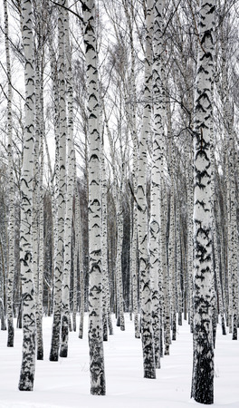 Birches in winter forestの写真素材