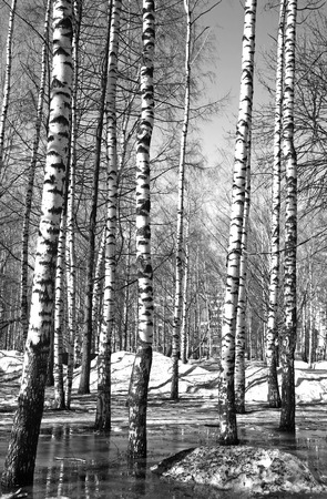 Birch grove in early spring water with reflections in black and whiteの写真素材