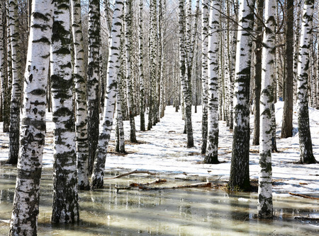 Birch groves in early spring waterの写真素材