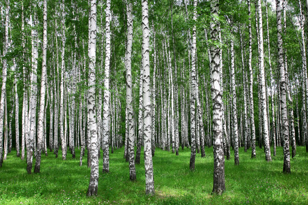 Summer forestの写真素材