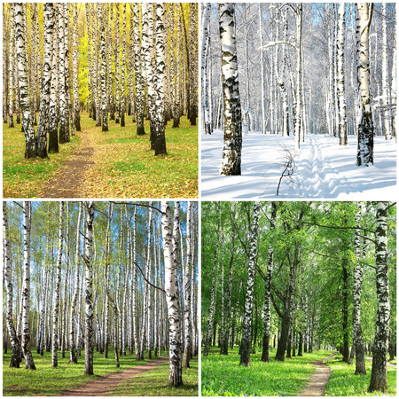 Four seasons collage row of birch treesの写真素材