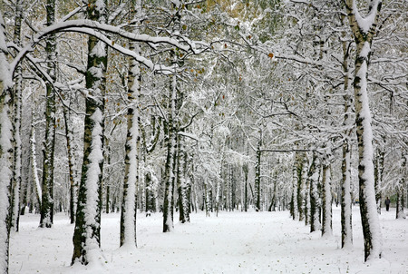 Russian winter - birch forestの写真素材